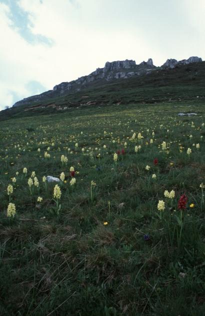 Dactylorhiza sambucina / Orchide sambucina